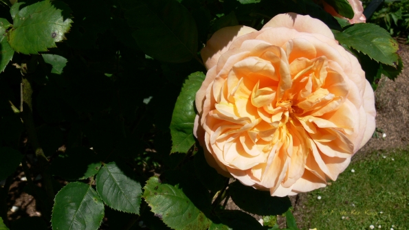 Bois des Moutiers (94) Juin 2012